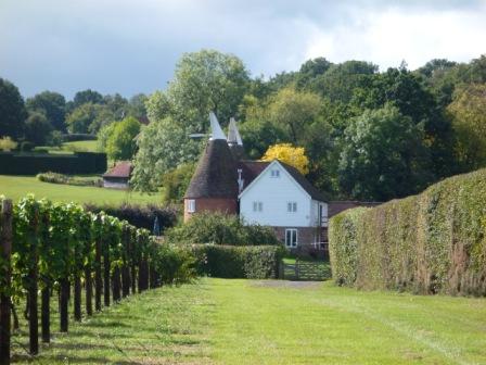 English vineyard, Kent
