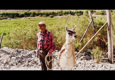 Man with guanaco