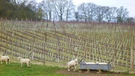 Hampshire vineyard and sheep