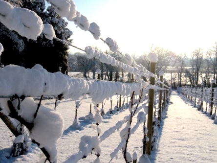 Vines in the snow, Sussex, by Jonica Fox