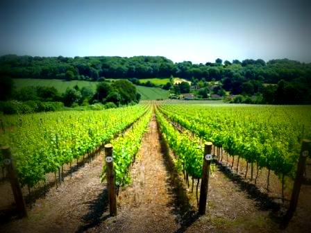 Hampshire vineyard
