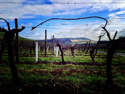 Denbies vineyard looking towards Box Hill