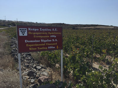 Sigalas-experimental-vineyard