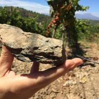 Errazuriz-Las-Pizarras-vineyard,-Chile,-by-Peter-Richards-MW