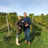 Susie & Peter harvesting English sparkling wine October 2017