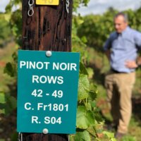 Pinot Noir, Essex, September 2019